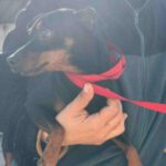 Pinscher Tyson, 09/2016, ca. 30 cm