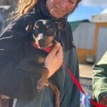 Pinscher Tyson, 09/2016, ca. 30 cm