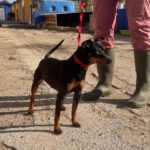 Pinscher Tyson, 09/2016, ca. 30 cm