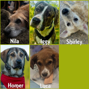 Spendenaufruf SALVA Medizintopf