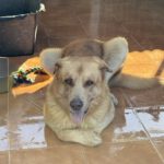 Mischling Urano, 05/2022, ca. 70 cm