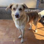 Mischling Urano, 05/2022, ca. 70 cm