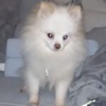 Pomeranian Valentina, 05/2021, ca. 25 cm, 86863 Langenneufnach