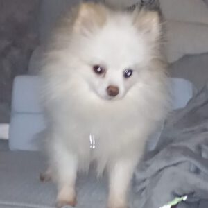 Pomeranian Valentina, 05/2021, ca. 25 cm, 86863 Langenneufnach