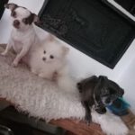 Pomeranian Valentina, 05/2021, ca. 25 cm, 86863 Langenneufnach