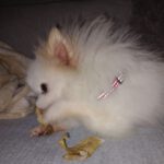 Pomeranian Valentina, 05/2021, ca. 25 cm, 86863 Langenneufnach