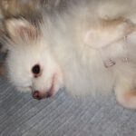 Pomeranian Valentina, 05/2021, ca. 25 cm, 86863 Langenneufnach