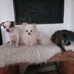 Pomeranian Valentina, 05/2021, ca. 25 cm, 86863 Langenneufnach