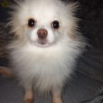 Pomeranian Valentina, 05/2021, ca. 25 cm, 86863 Langenneufnach