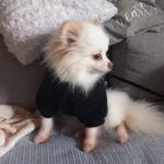 Pomeranian Valentina, 05/2021, ca. 25 cm, 86863 Langenneufnach