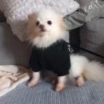 Pomeranian Valentina, 05/2021, ca. 25 cm, 86863 Langenneufnach