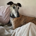 Galgo Ventolera, 01/2017, ca. 65 cm, 48369 Saerbeck