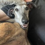 Galgo Ventolera, 01/2017, ca. 65 cm, 48369 Saerbeck