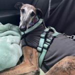 Galgo Ventolera, 01/2017, ca. 65 cm, 48369 Saerbeck