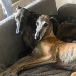 Galgo Ventolera, 01/2017, ca. 65 cm, 48369 Saerbeck