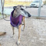 Galgo Ventolera, 01/2017, ca. 65 cm, 48369 Saerbeck