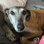 Galgo Ventolera, 01/2017, ca. 65 cm, 48369 Saerbeck