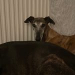 Galgo Ventolera, 01/2017, ca. 65 cm, 48369 Saerbeck