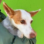 Podenco Volador, 07/2024, ca. 45 cm