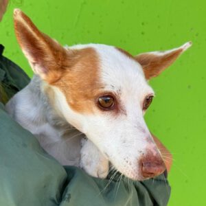 Podenco Volador, 07/2024, ca. 45 cm