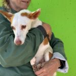 Podenco Volador, 07/2024, ca. 45 cm