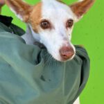 Podenco Volador, 07/2024, ca. 45 cm