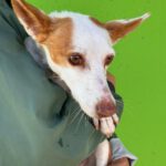 Podenco Volador, 07/2024, ca. 45 cm