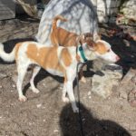 Podenco Volador, 07/2024, ca. 45 cm