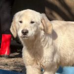 Golden Retriever William, 07/2025, Endgröße ca. 60 cm