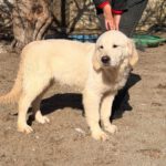 Golden Retriever William, 07/2025, Endgröße ca. 60 cm