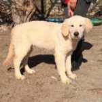 Golden Retriever William, 07/2025, Endgröße ca. 60 cm
