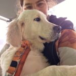 Golden Retriever William, 07/2025, Endgröße ca. 60 cm