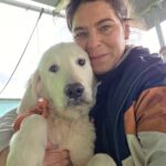 Golden Retriever William, 07/2025, Endgröße ca. 60 cm