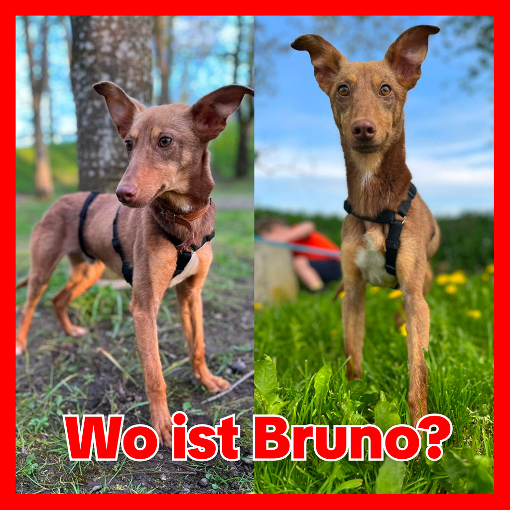 Wo ist Bruno? - SALVA Hundehilfe e.V.