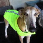 Galgo Yamina, 08/2021, ca. 60 cm