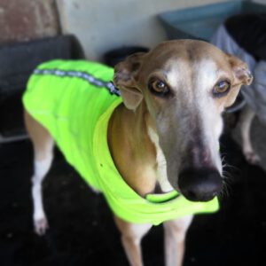 Galgo Yamina, 08/2021, ca. 60 cm