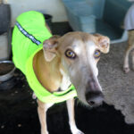 Galgo Yamina, 08/2021, ca. 60 cm