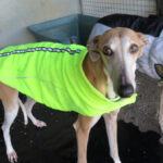 Galgo Yamina, 08/2021, ca. 60 cm