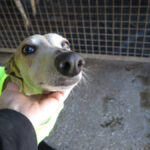 Galgo Yamina, 08/2021, ca. 60 cm