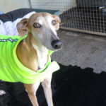 Galgo Yamina, 08/2021, ca. 60 cm