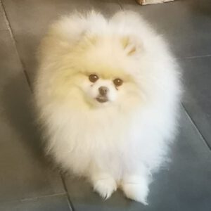 Pomeranian Yuri, 02/2019, ca. 25 cm, 69257 Wiesenbach