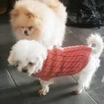 Pomeranian Yuri, 02/2019, ca. 25 cm, 69257 Wiesenbach