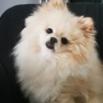 Pomeranian Yuri, 02/2019, ca. 25 cm, 69257 Wiesenbach