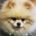 Pomeranian Yuri, 02/2019, ca. 25 cm, 69257 Wiesenbach