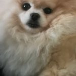 Pomeranian Yuri, 02/2019, ca. 25 cm, 69257 Wiesenbach