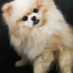 Pomeranian Yuri, 02/2019, ca. 25 cm, 69257 Wiesenbach