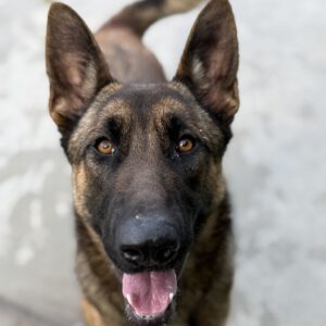 Malinois Mischling Zana, 01/2025, Endgröße ca. 65 cm