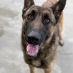 Malinois Mischling Zana, 01/2025, Endgröße ca. 65 cm