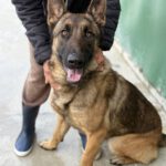 Malinois Mischling Zana, 01/2025, Endgröße ca. 65 cm