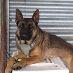 Malinois Mischling Zana, 01/2025, Endgröße ca. 65 cm